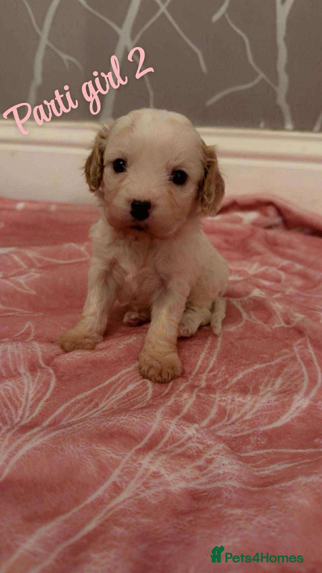 Cavapoo dogs for sale: F1 cavapoo puppies  - Image 3