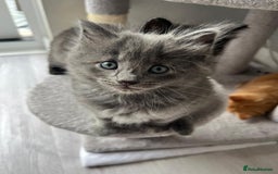Mixed Breed cats for sale: Mix persian kittens - Image 3