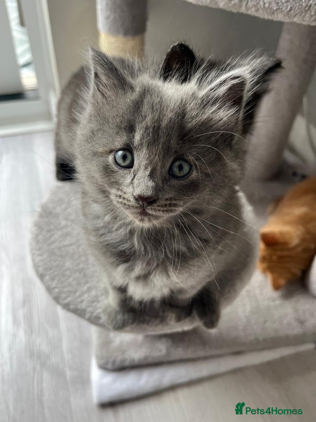 Mixed Breed cats for sale: Mix persian kittens - Image 3