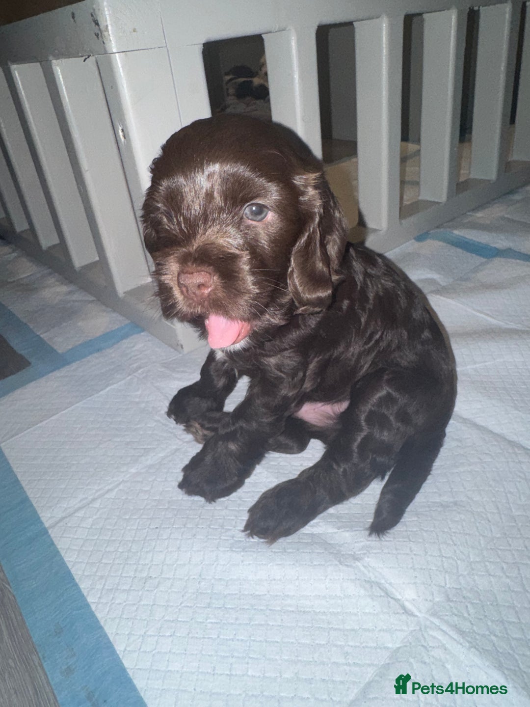 Cockapoo dogs for sale: F1b cockpoo puppies looking for forever homes.  - Advert 12