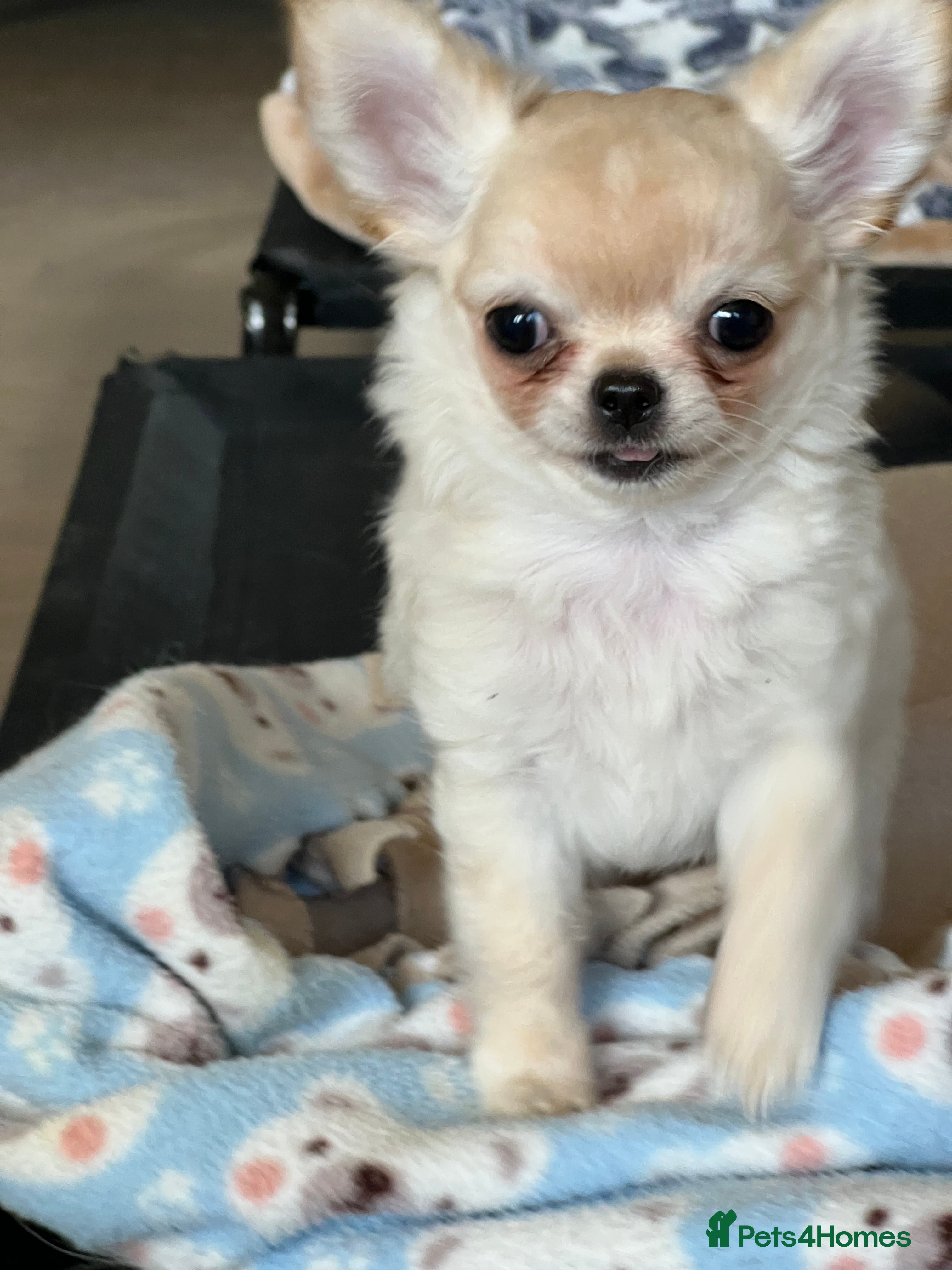 Chihuahua dogs “ Epic “ - Advert 1