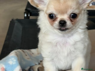 Chihuahua dogs “ Epic “ - Advert 1