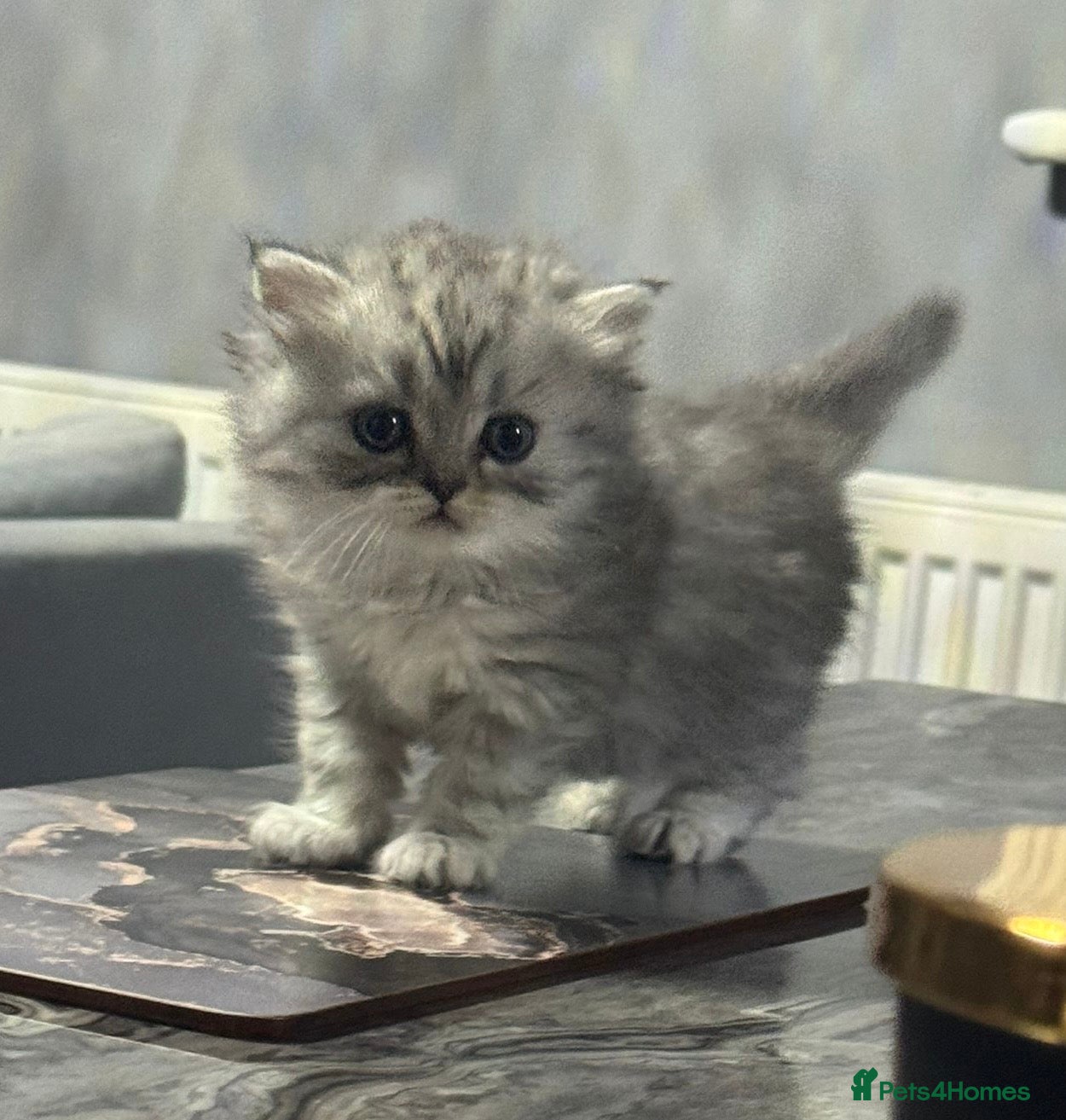 Persian cats for sale: Pure Persian long coat kitten’s - Advert 8