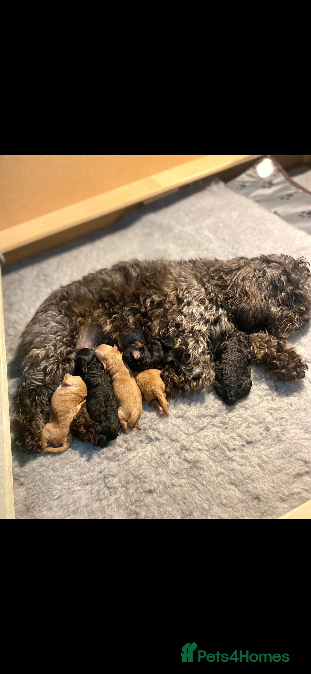 Cavapoo dogs for stud: ❤️Fully health tested red toy poodle❤️ - Advert 12