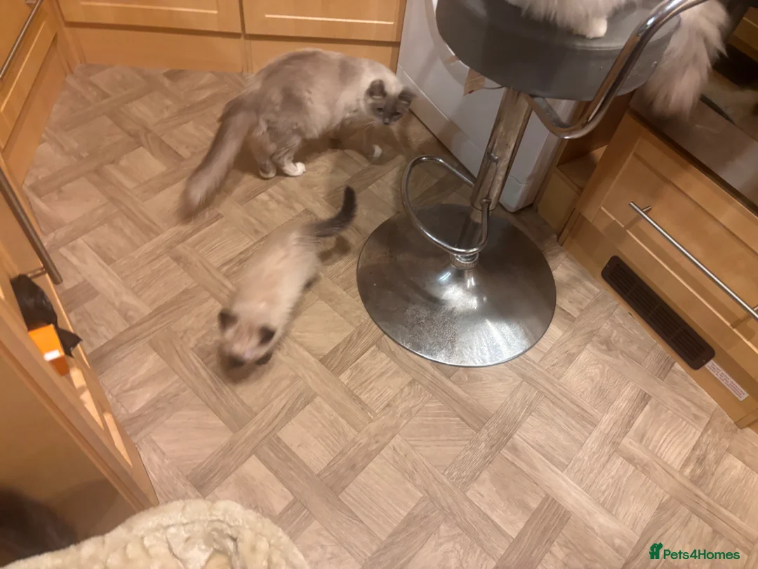 Ragdoll cats for sale: Ragdols  - Advert 2