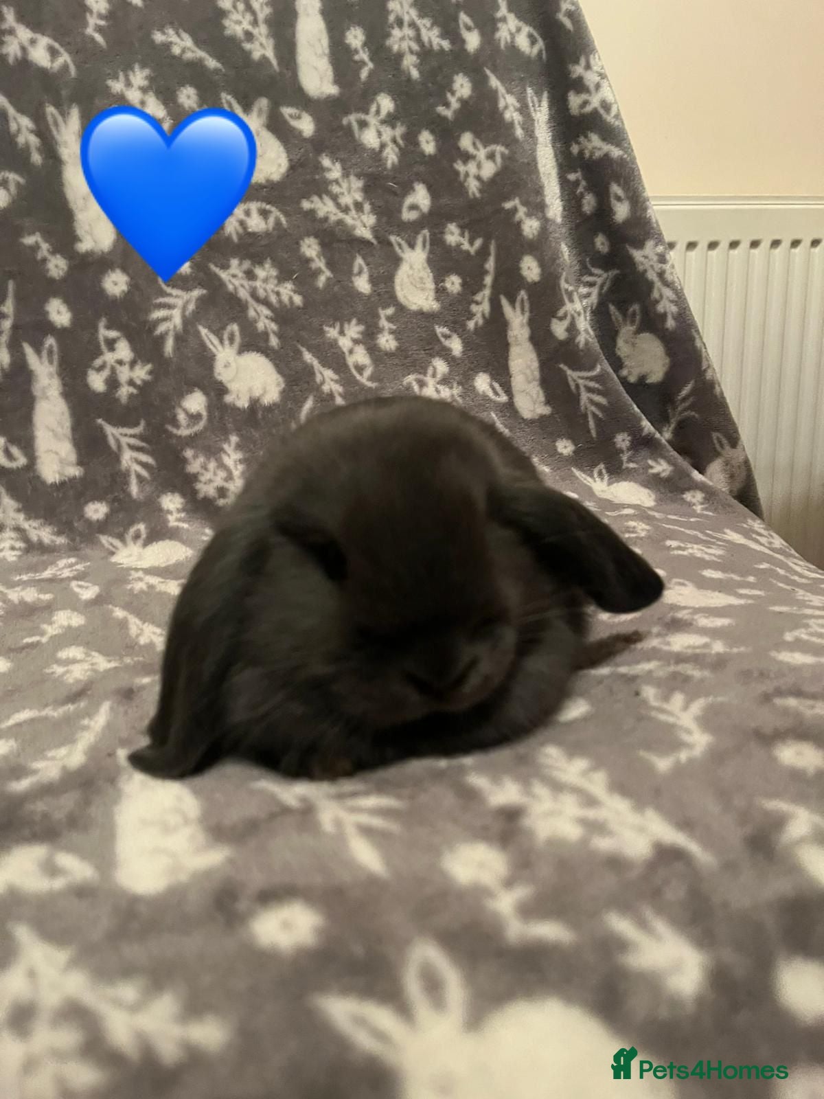 Mini Lop rabbits Mini Lop Babies - Advert 2