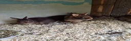 Netherland Dwarf rabbits for sale: 4 baby Netherland dwarf rabbits for sale £50 each  in Manchester - Advert 6