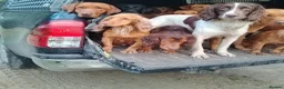 Springador dogs for sale: F1 springadors .  in Thirsk - Advert 16
