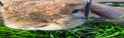 Mini Lop rabbits for sale: gorgeous mini lop - Advert 3