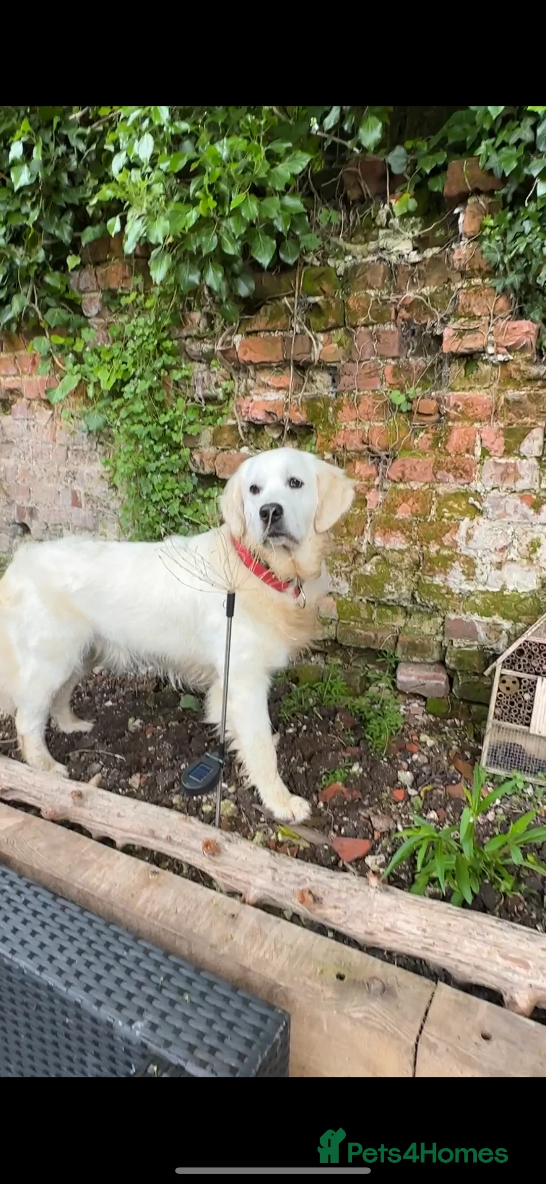 Golden Retriever dogs for sale: Cream Boys From Health Tested Parents  - Advert 13