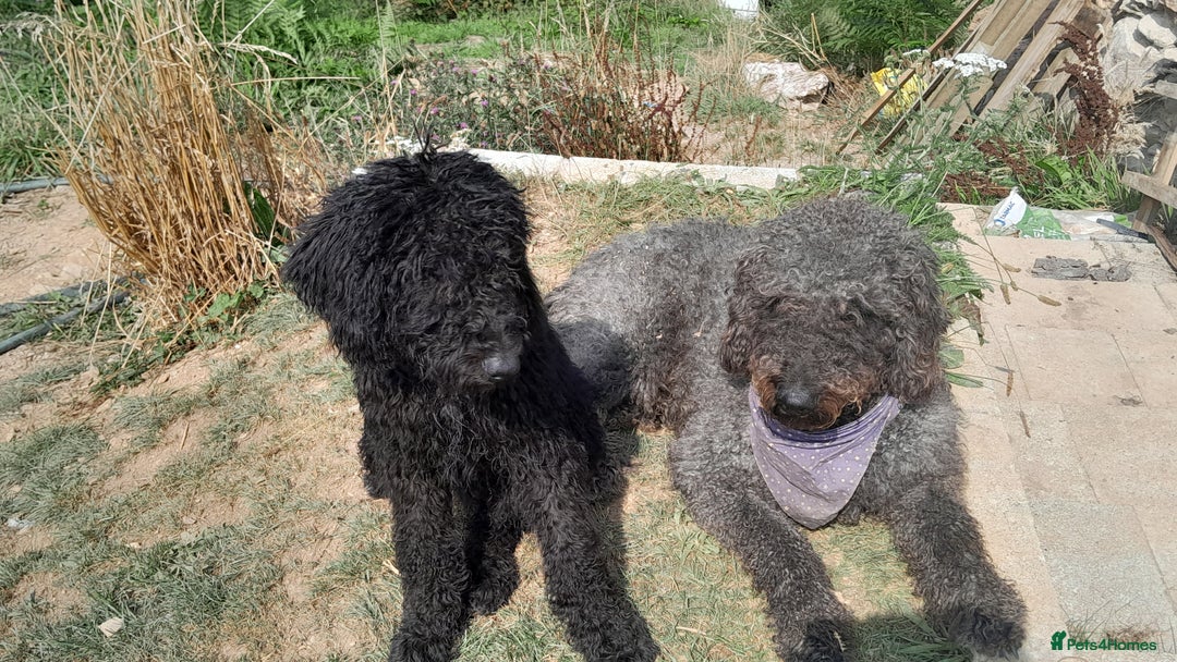 Labradoodle dogs for sale: Beautiful F2B Multigen Standard Labradoodle Pups in Kingsbridge - Image 6