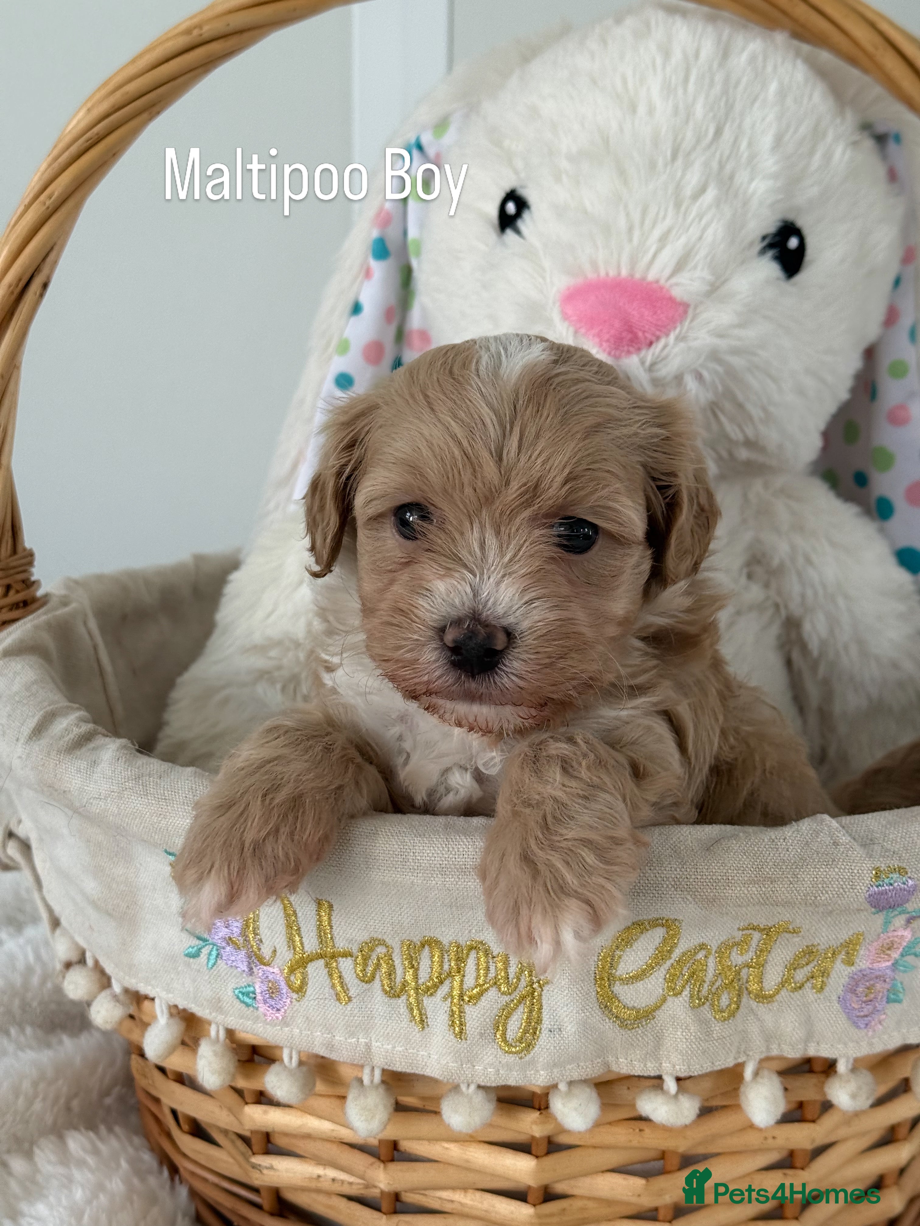 Maltipoo dogs Teddy Bear F1 Maltipoo Boys - Advert 6