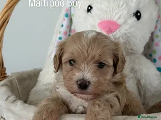 Maltipoo dogs Teddy Bear F1 Maltipoo Boys - Advert 7