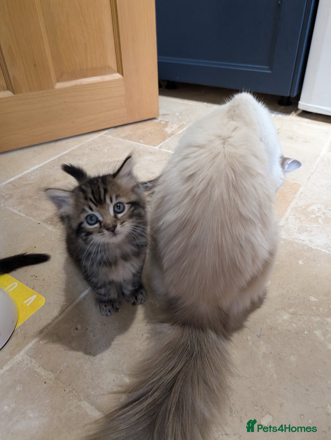Ragdoll cats for sale: Tabby or black Ragdoll x kittens - Image 3