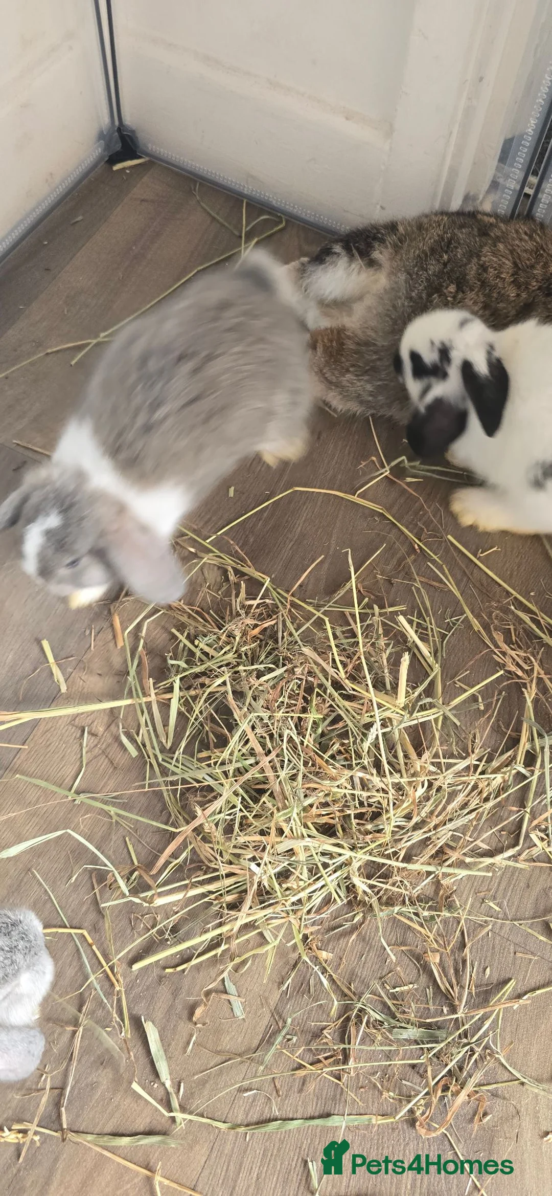 Mini Lop rabbits for sale: Baby rabbits in Stanford-le-Hope - Advert 2