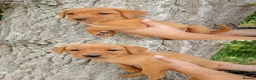 Labrador Retriever dogs for sale: Foxred labrador puppies - Advert 4