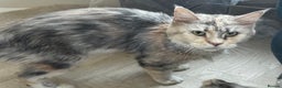 Maine Coon cats for sale:  TICA Registered Maine Coon Kittens- ready now  - Advert 2