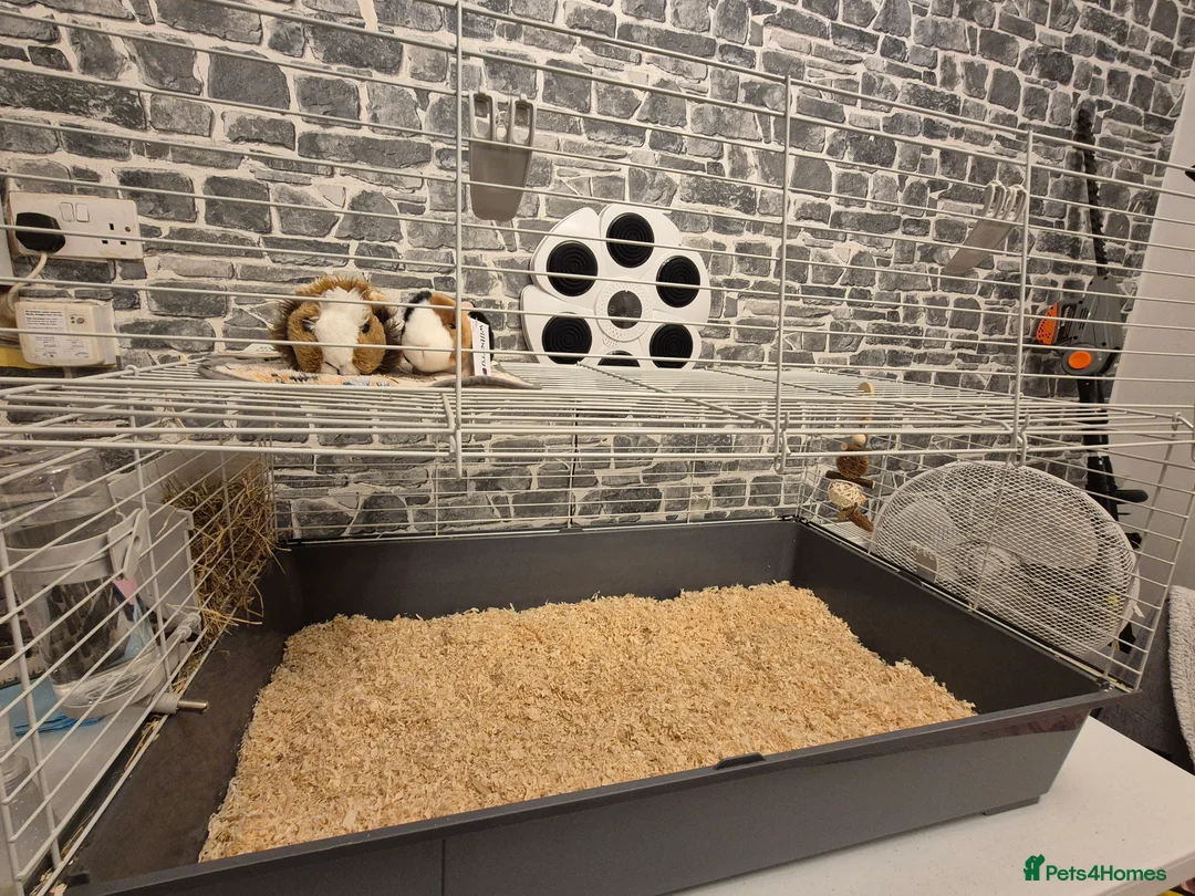 Guinea Pig rodents for sale: Two female guinea pigs 18 weeks old - Advert 2