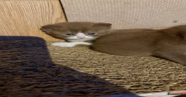 British Shorthair cats - Advert 7
