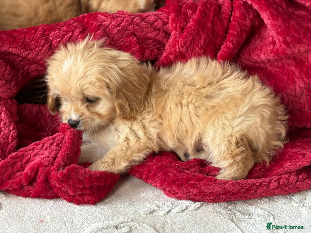Cavapoo dogs for sale: Beautiful cavapoos ready now - Advert 7