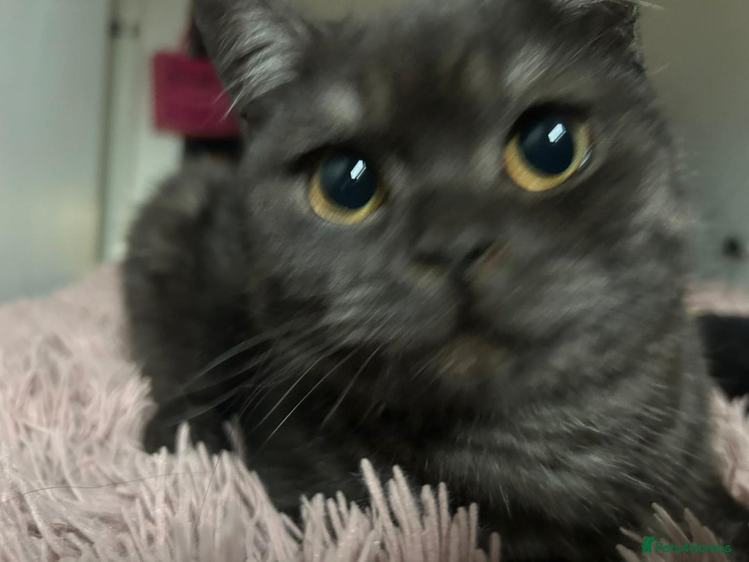 British Shorthair cats for sale: British Shorthair for free !  - Image 8