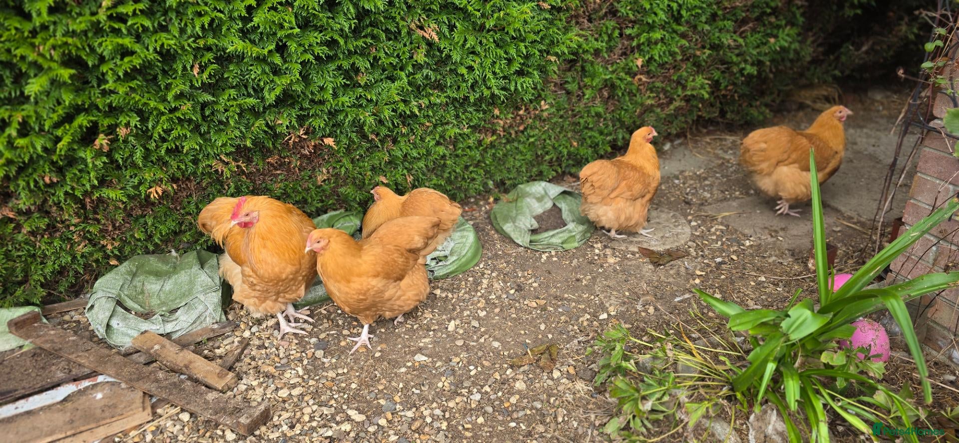 Chickens poultry POL buff orpington hens for sale - Advert 1