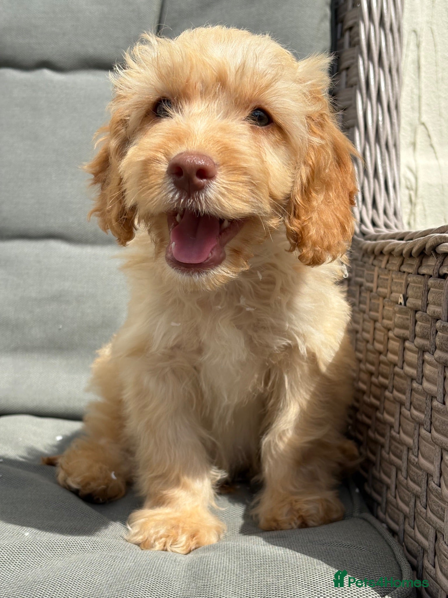 Cockapoo dogs Fully vaccinated PRA CLEAR F1 cockapoo puppies - Advert 2