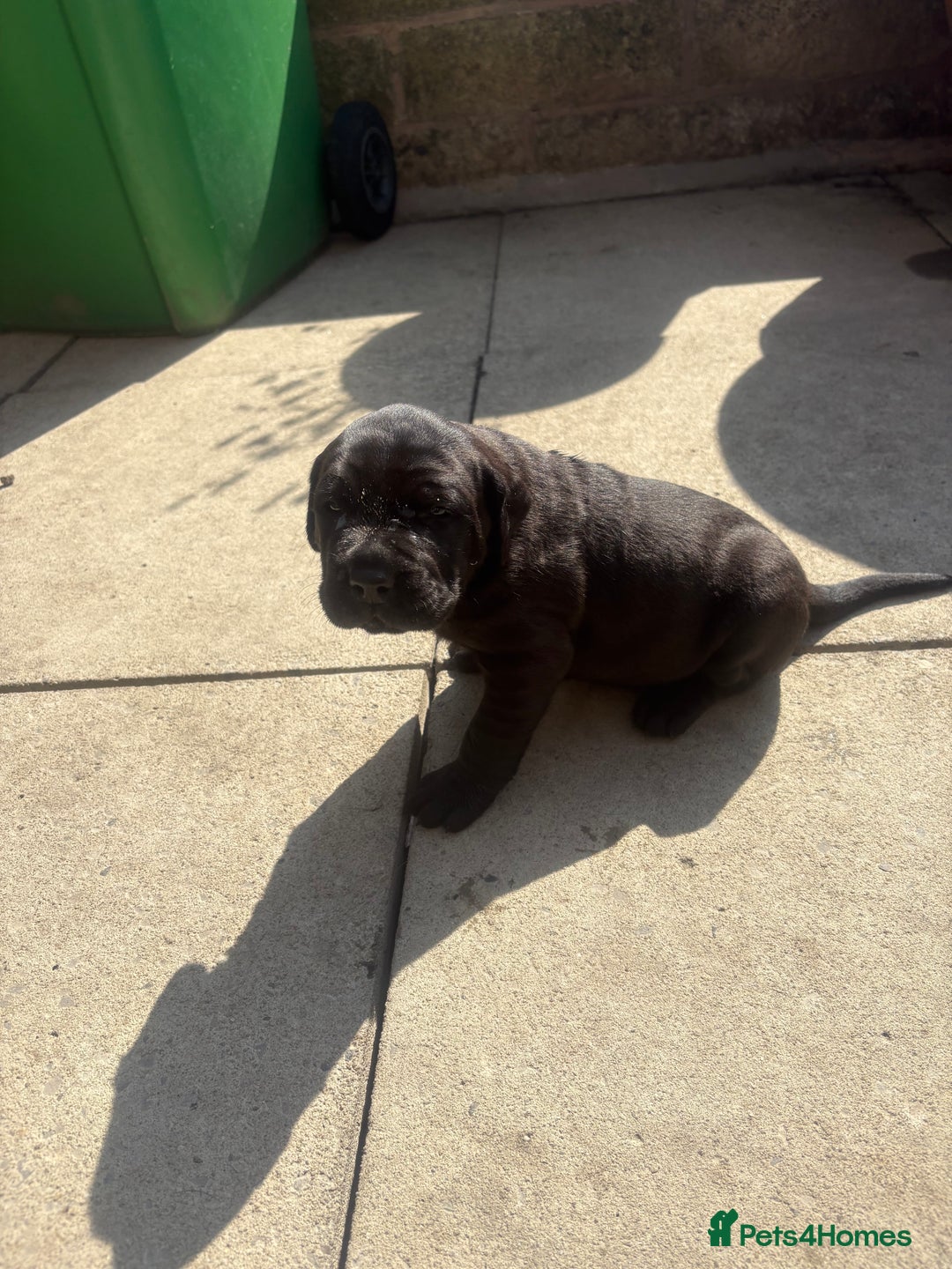Mixed Breed dogs for sale: 3 beautiful boys for sale  - Image 22