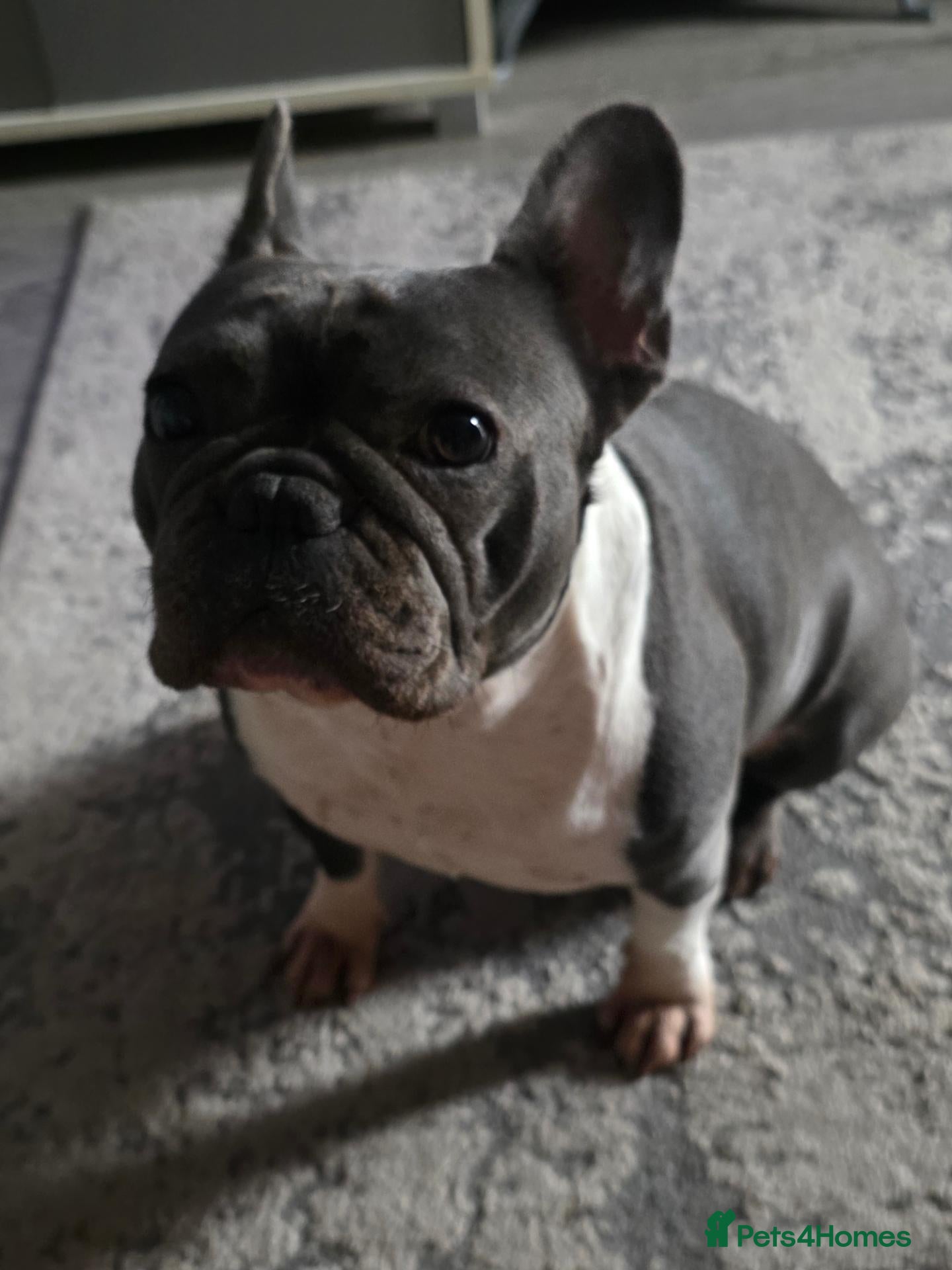French Bulldog dogs Female French bulldog  - Advert 1