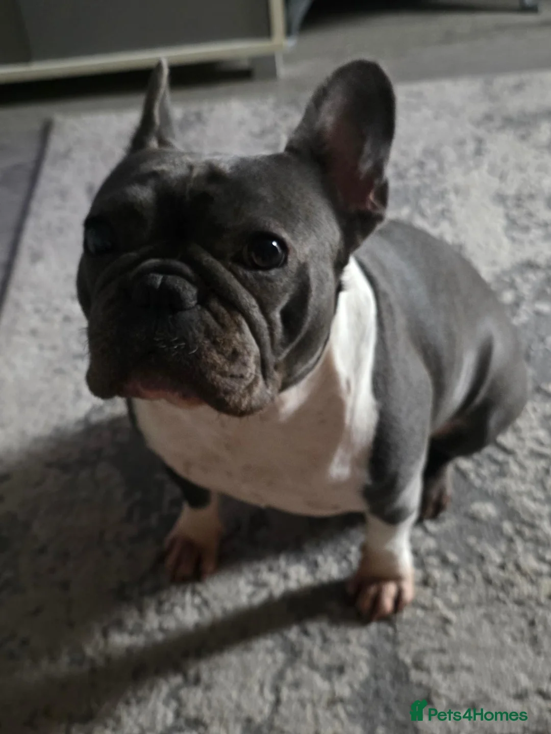 French Bulldog dogs for sale: Female French bulldog  - Advert 1