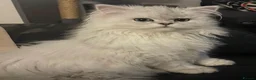 Persian cats for sale: Chinchilla Persian  in Redcar - Advert 2