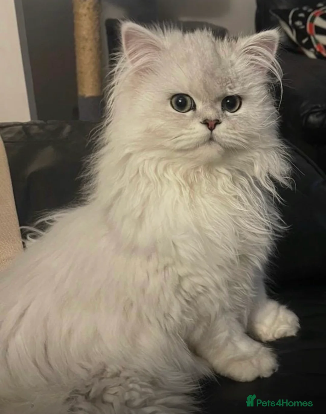 Persian cats for sale: Chinchilla Persian  in Redcar - Advert 2
