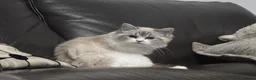 Ragdoll cats for sale: Tica Pedigree Ragdolld - Advert 3