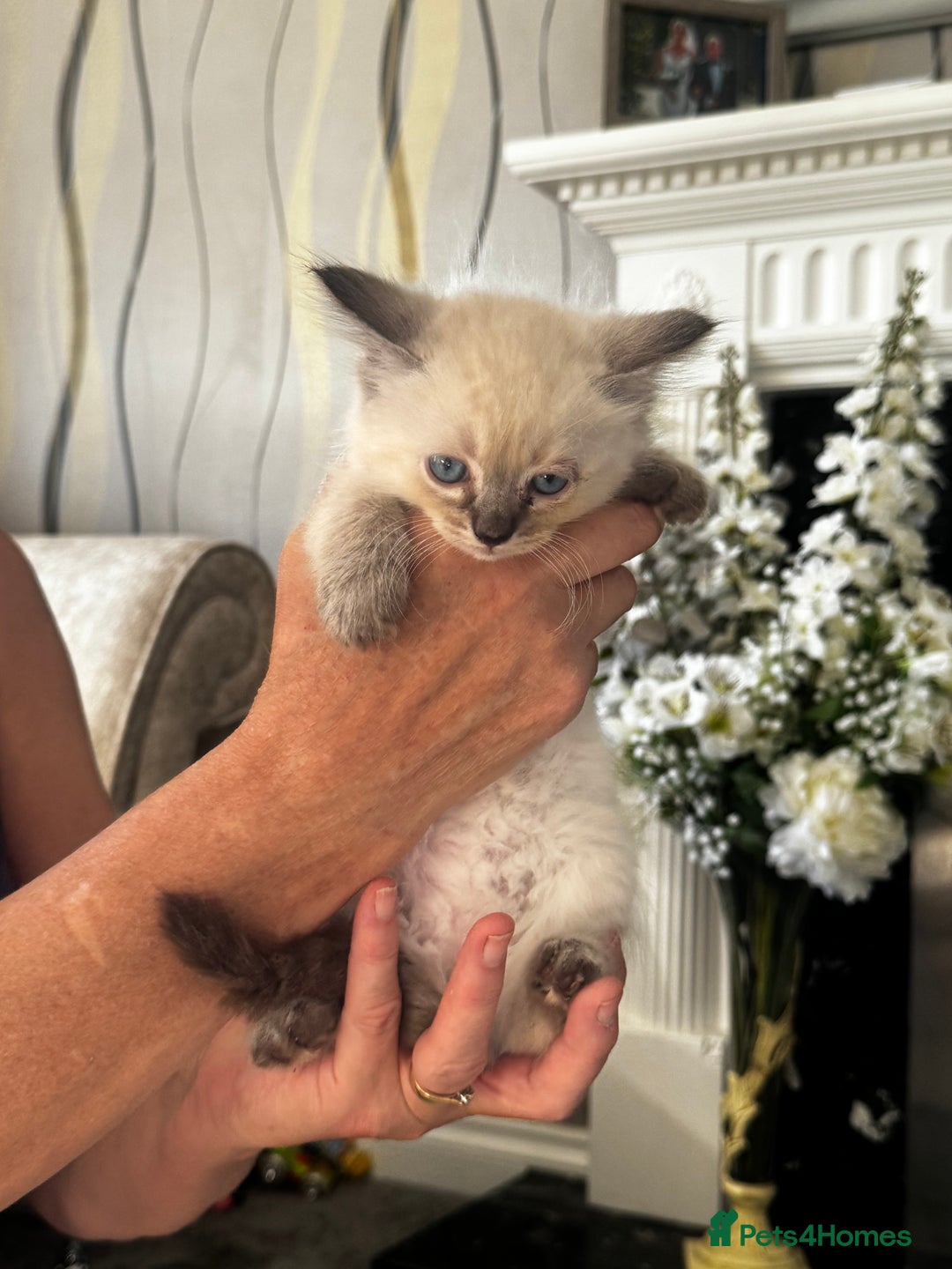 Ragdoll cats for sale: 7 Beautiful Pure Ragdolls for sale - Image 6