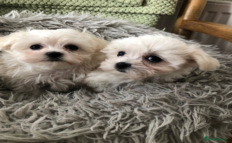 Maltese dogs - Advert 1