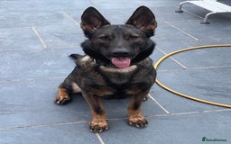 German Shepherd dogs for sale: 7 stunning kc reg working German shepherd pups - Image 20