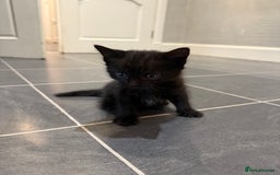 Mixed Breed cats for sale: Fluffy kitten looking for there home - Image 8