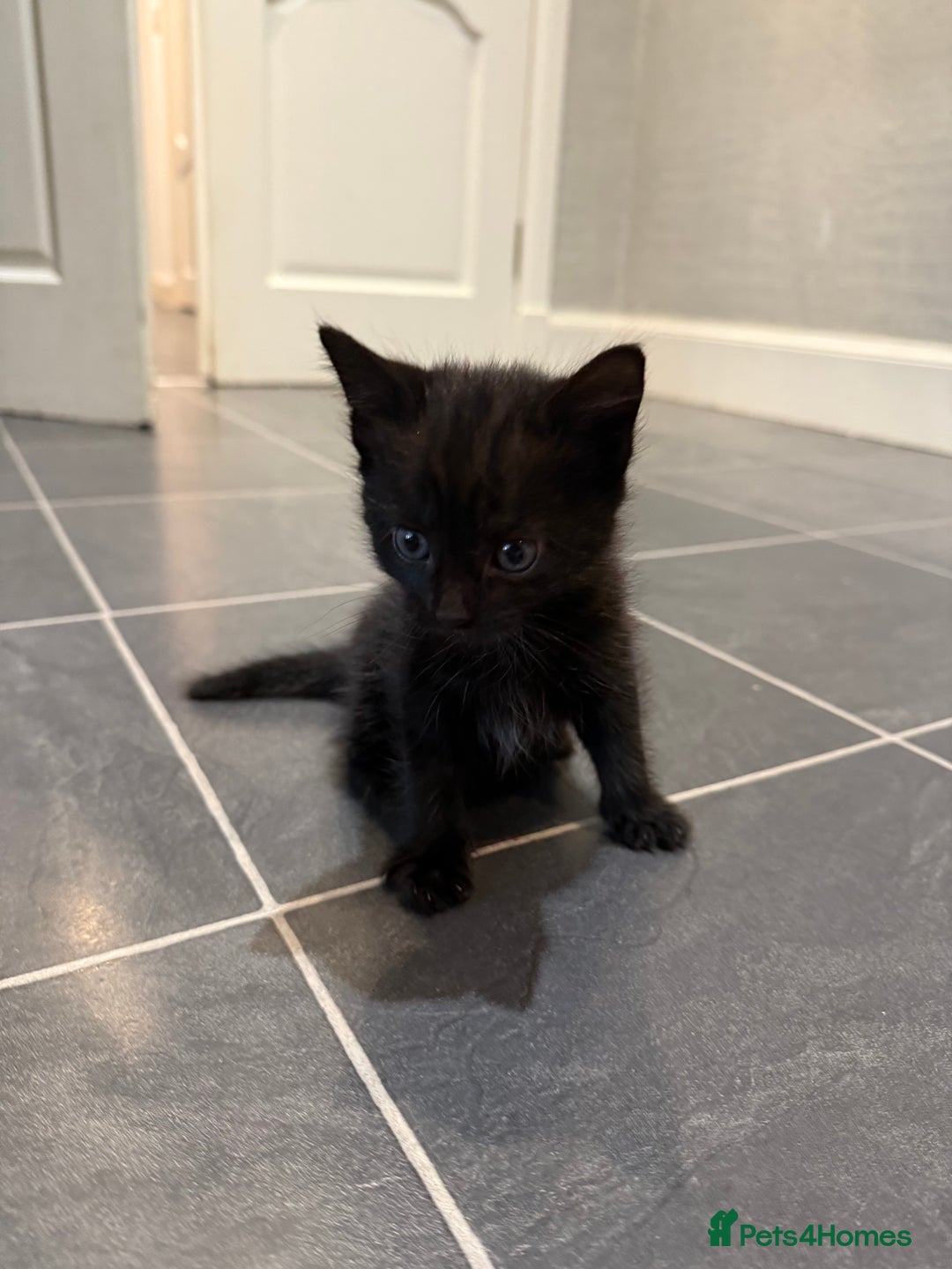Mixed Breed cats for sale: Fluffy kitten looking for there home - Image 8