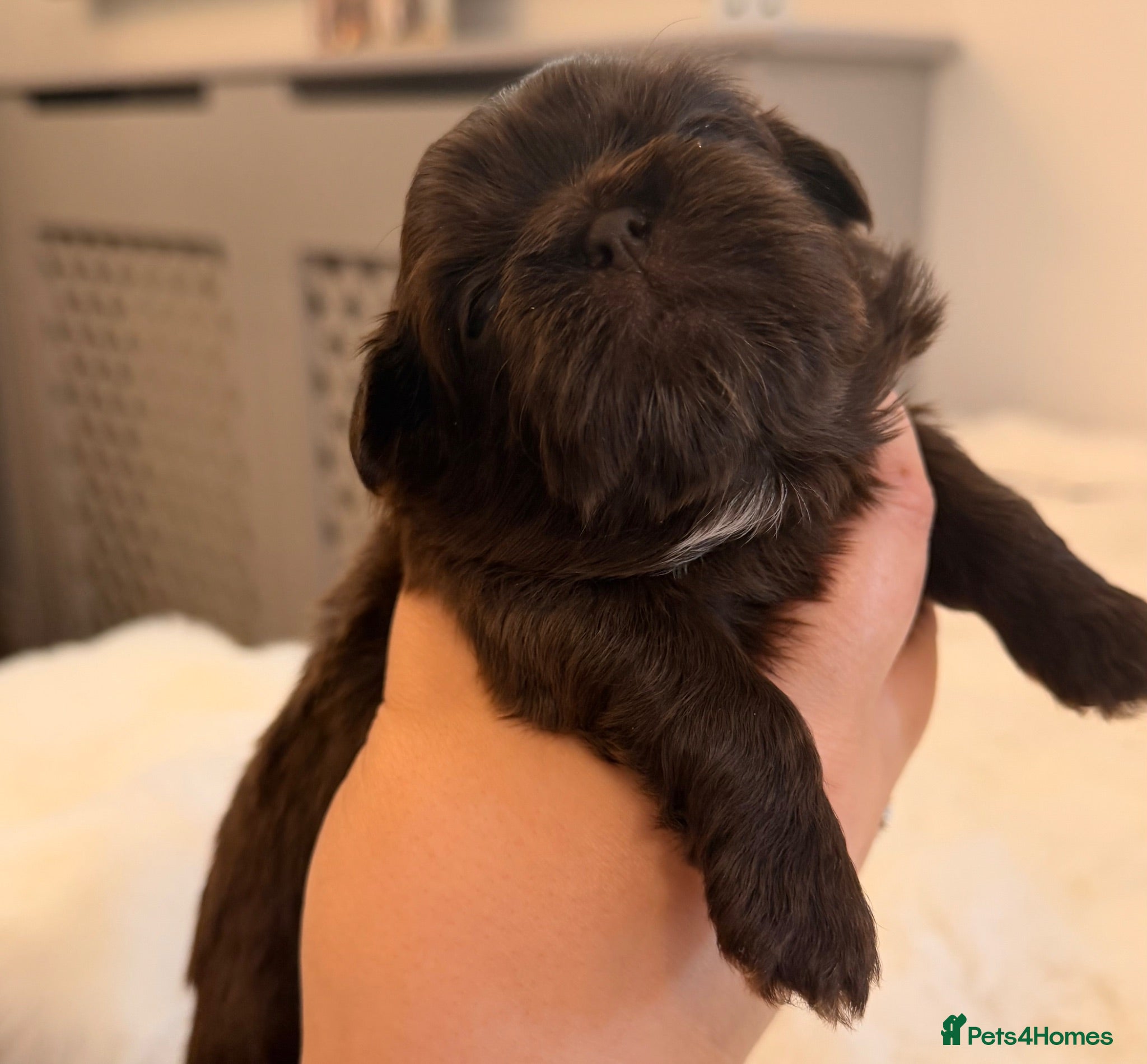 Shih Tzu dogs Oustanding Chocolate Imperial Shih Tzus 🍫 - Advert 4