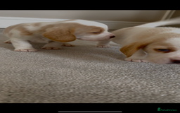 Beagle dogs for sale: Davicard/duffosee beagles - Image 12