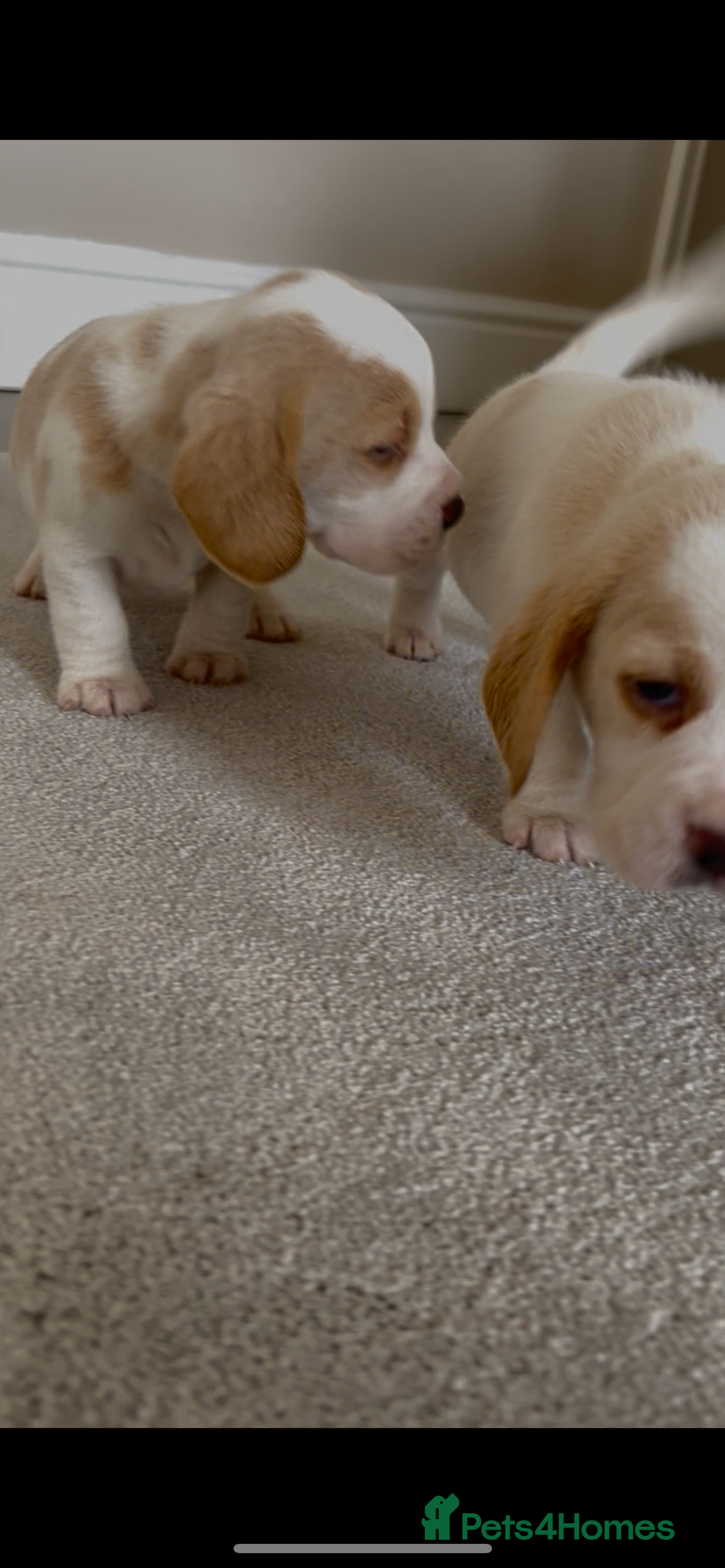 Beagle dogs for sale: Davicard/duffosee beagles - Image 12