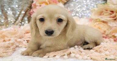 Miniature Dachshund dogs - Advert 2