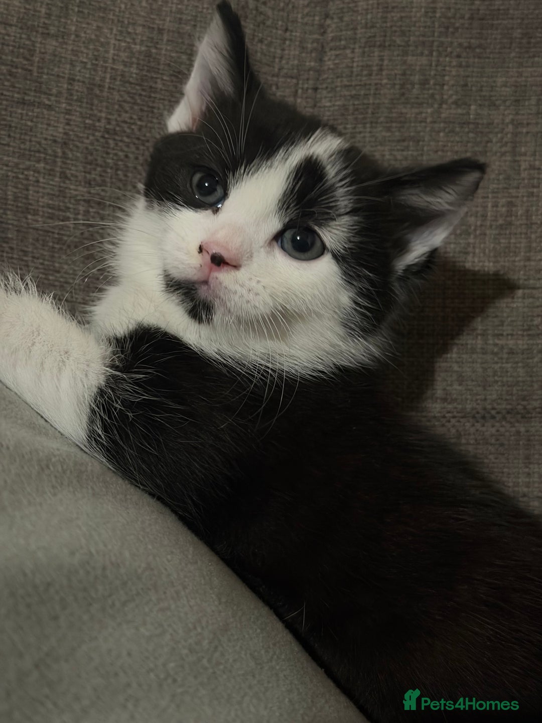 European cats for sale: Kittens  - Advert 4