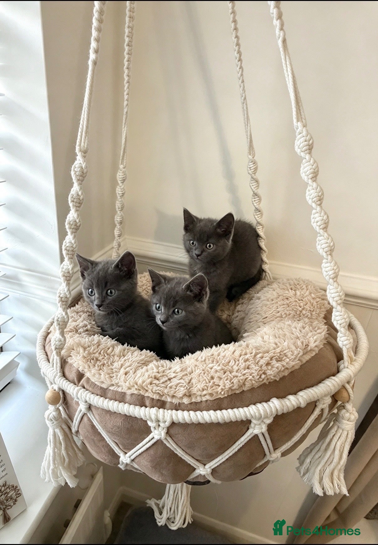 Russian Blue cats ❤️ Ready to leave ❤️ - Advert 15