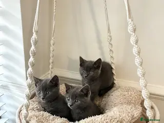 Russian Blue cats ❤️ Ready to leave ❤️ - Advert 15