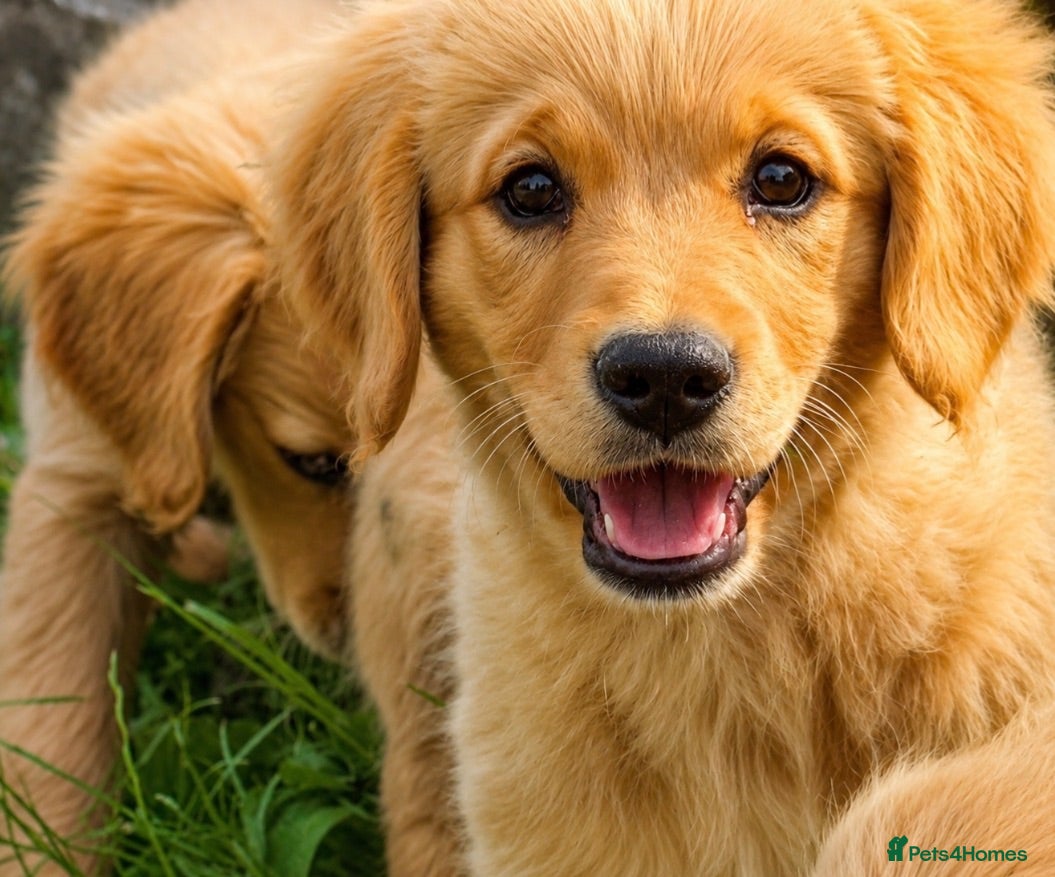 Golden Retriever dogs KC Healthy Golden Retriever Puppies - Advert 1