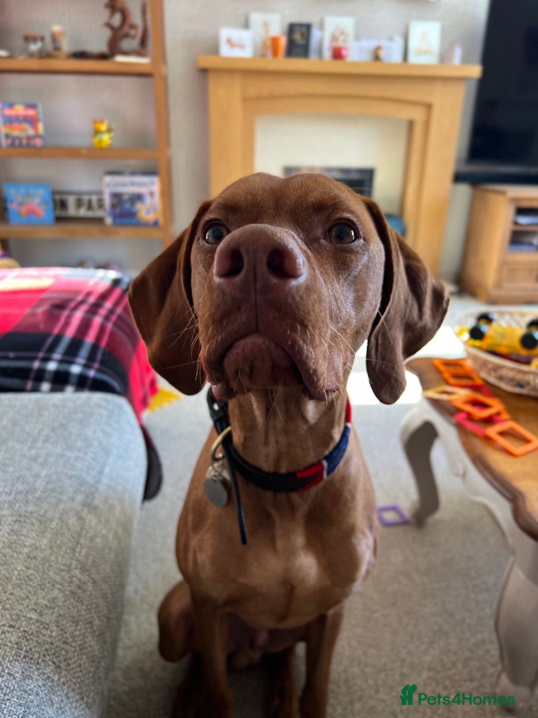 Hungarian Vizsla dogs for stud: Quality stud boy  - Image 6