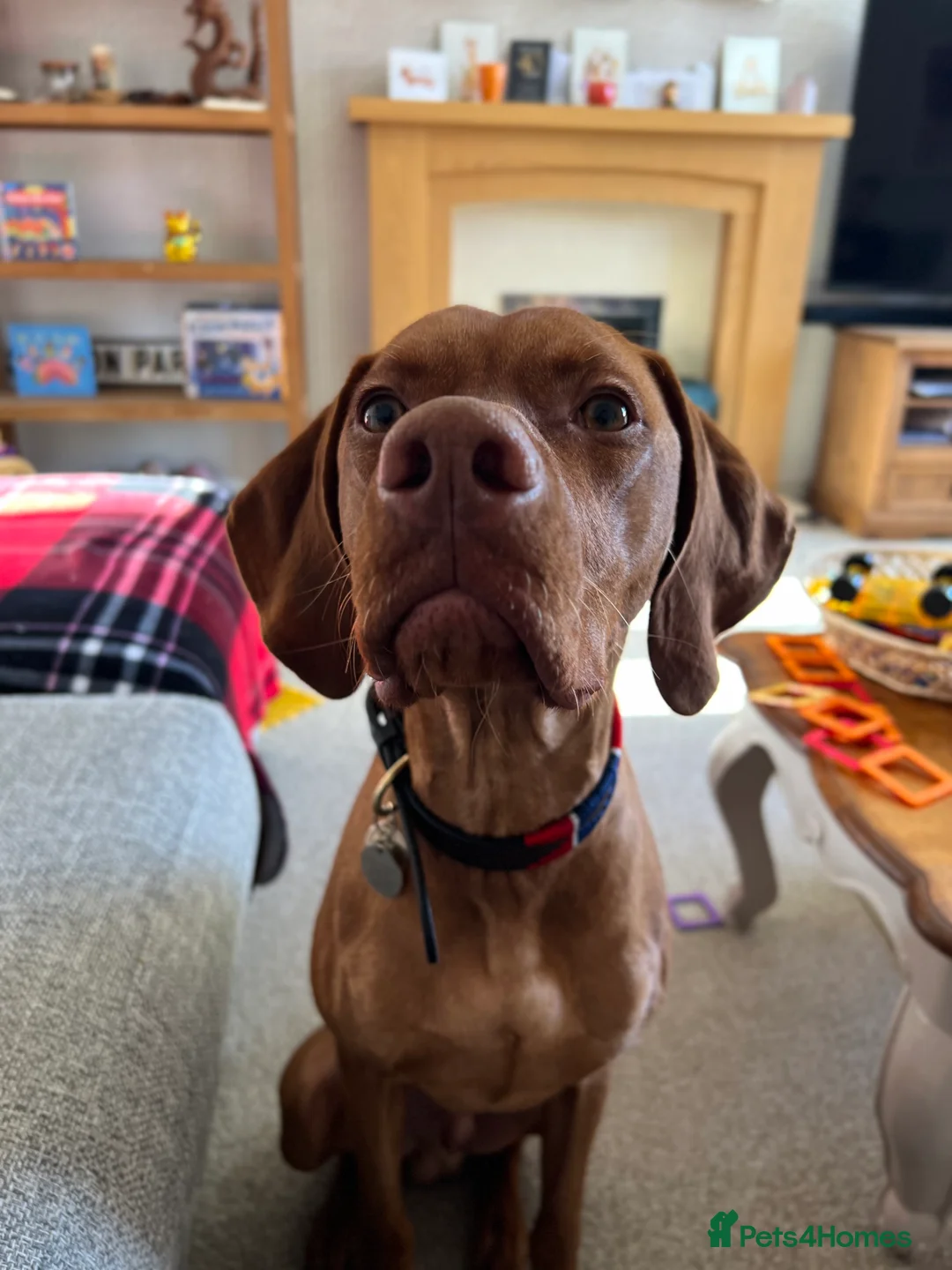 Hungarian Vizsla dogs for stud: Quality stud boy  - Advert 6