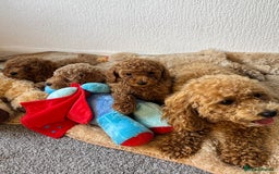 Poochon dogs for sale: Mini poochon  - Image 8