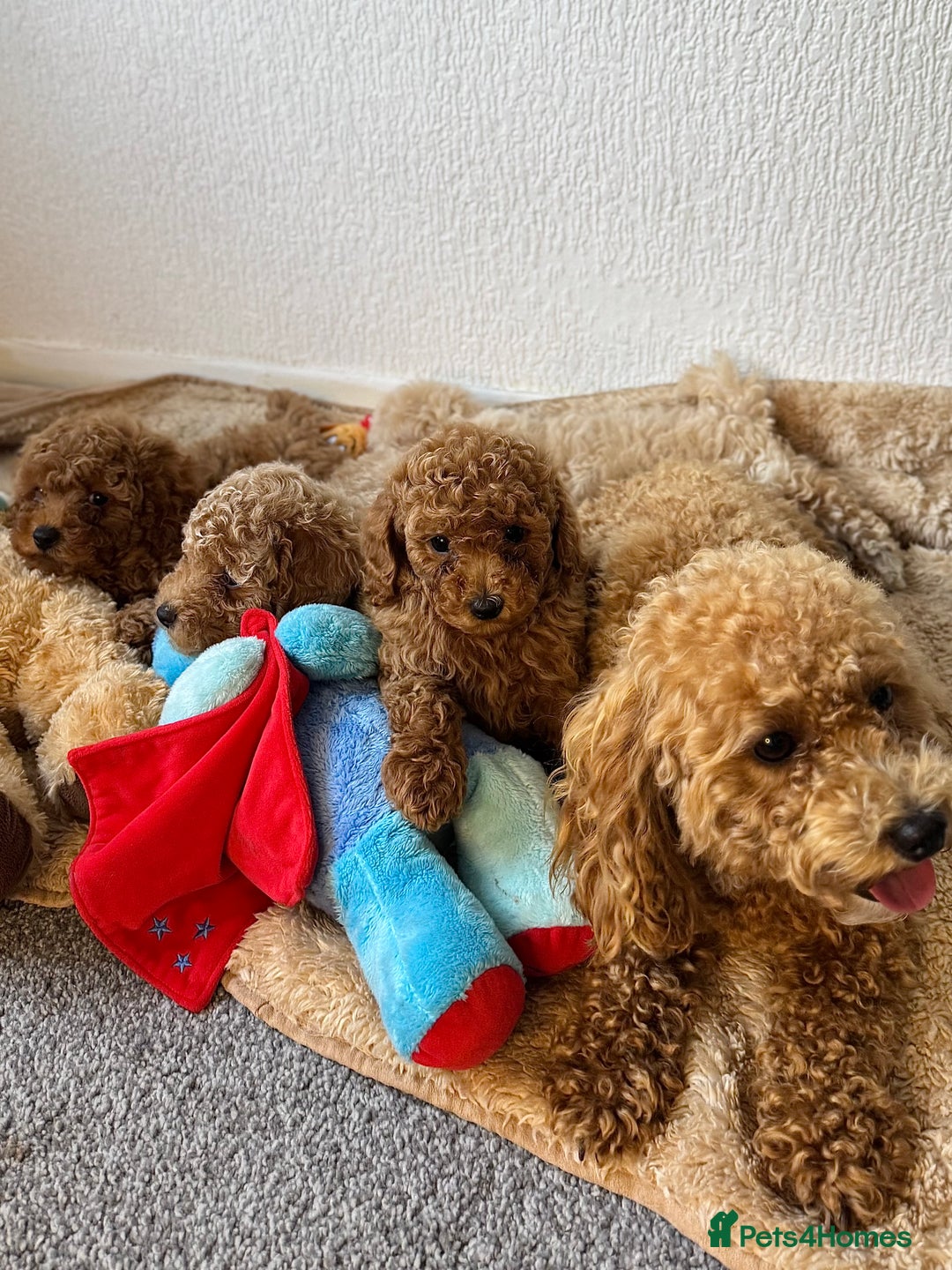 Poochon dogs for sale: Mini poochon  - Image 8